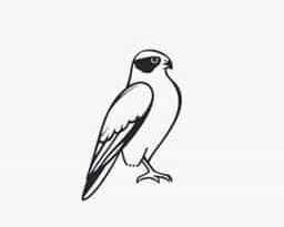 Gyrfalcon For Sale Uk