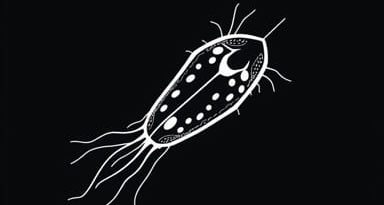 Biological Drawing Of Paramecium