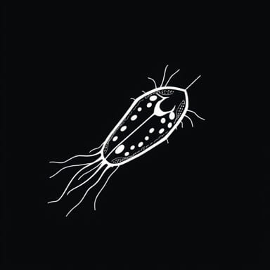 Biological Drawing Of Paramecium