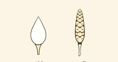 Difference Between Catkin And Spadix