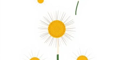 National Collection Of Michaelmas Daisies