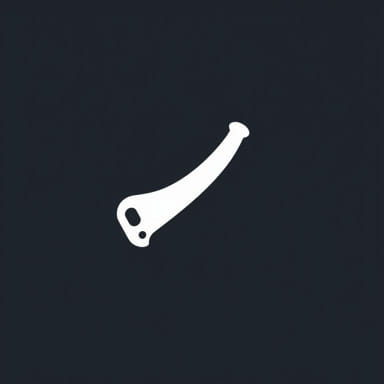 Plural Of Phallus In English