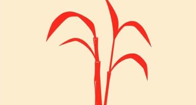 Red Rot Of Sugarcane