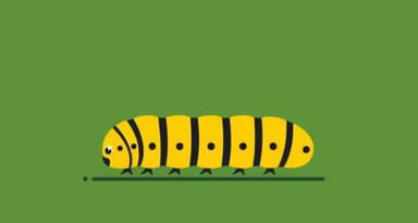 Uk Caterpillar Identification Chart