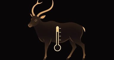 Venison Haunch Internal Temperature