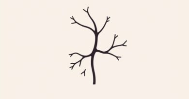 What Is The Pudendal Artery Branch?