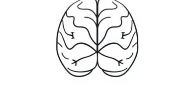 Do Cranial Nerves Decussate