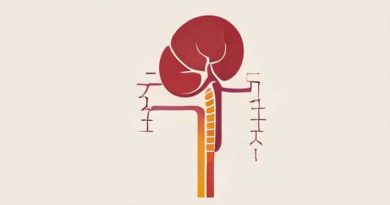 Anatomy Of Kidney And Ureter