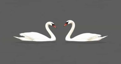 Book About Truman Capote Swans