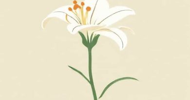 Caring For An Lily Stargazer