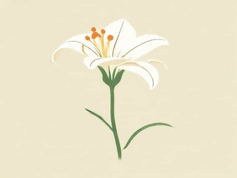 Caring For An Lily Stargazer