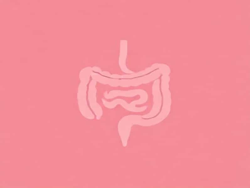 Cuanto Mide El Intestino Delgado