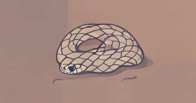 Do Snakes Crawl Or Slither