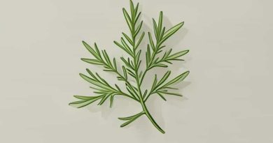 Does Tarragon Taste Of Aniseed