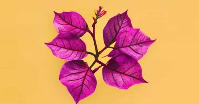 Emas Perak Yellow Mix Bougainvillea