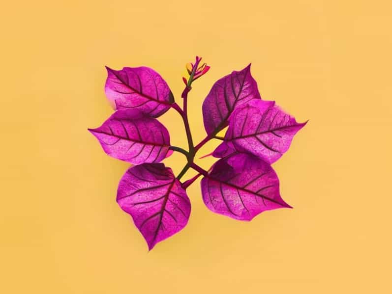 Emas Perak Yellow Mix Bougainvillea