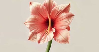 Giant Amaryllis In Wax Care