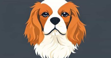 Oldest Cavalier King Charles Spaniel