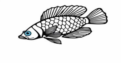 Queen Arabesque Pleco For Sale