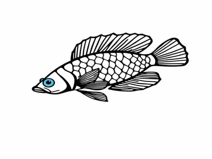 Queen Arabesque Pleco For Sale