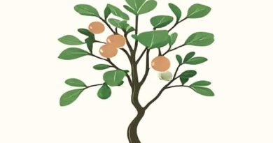 Real Fiddle Leaf Fig Tree