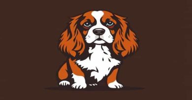 Red Cavalier King Charles Spaniel