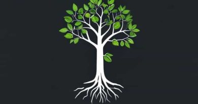 Root System Of Banyan Tree