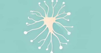 Somatic Motor Neurons Innervate Quizlet