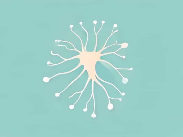 Somatic Motor Neurons Innervate Quizlet