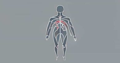 Subdivision Of Autonomic Nervous System