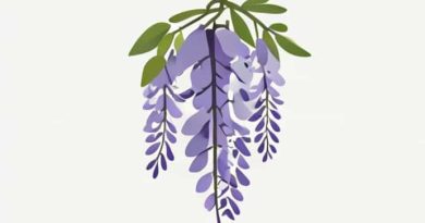 Evergreen Wisteria For Sale