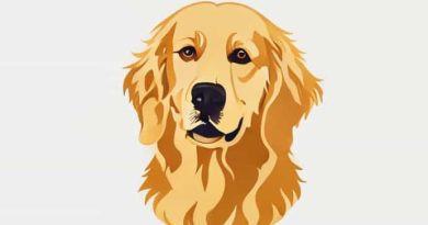 Golden Retriever X Cavalier