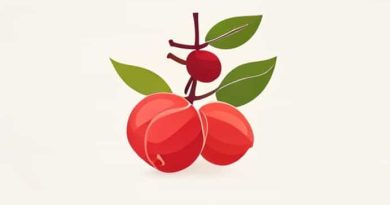 Indian Jujube In Kannada