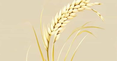 Panicle Initiation Stage Of Rice