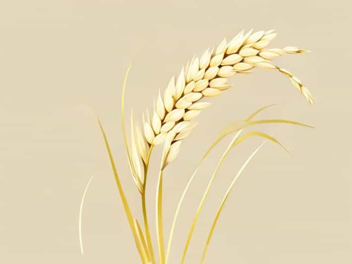 Panicle Initiation Stage Of Rice