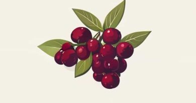 Poisonous St John'S Wort Berries