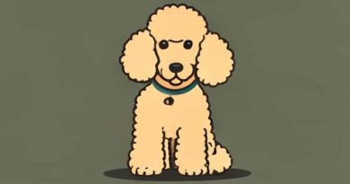 Quantos Anos Vive Um Poodle