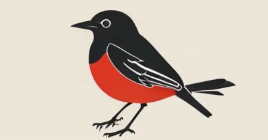 Robin Le Normand Stats