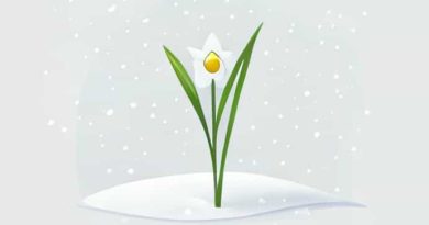 Rode Hall Snowdrop Walk