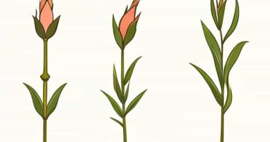 Single Budded Setts Of Sugarcane