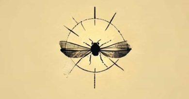 Sun Bleached Flies Chords