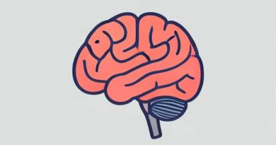 The Primary Sensory Cortices Quizlet