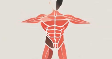 Voluntary Muscles Are Found In