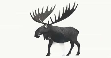 What Is A Moose Lodge