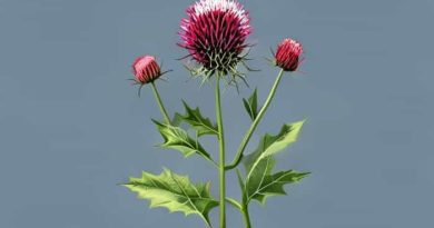 What Is Russian Thistle