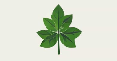 Zanfel Poison Ivy Review