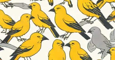 Are There Canaries On The Canary Islands