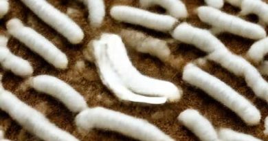 Commercial Rearing Of Silkworm Is Called