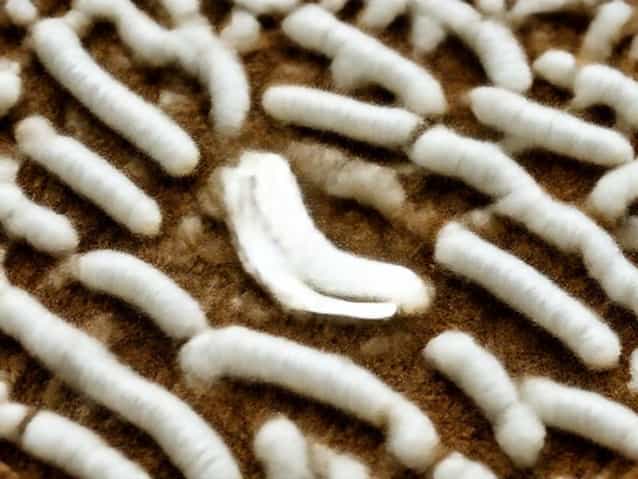 Commercial Rearing Of Silkworm Is Called