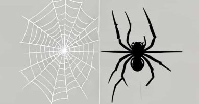 Difference Between Cobweb And Spider Web